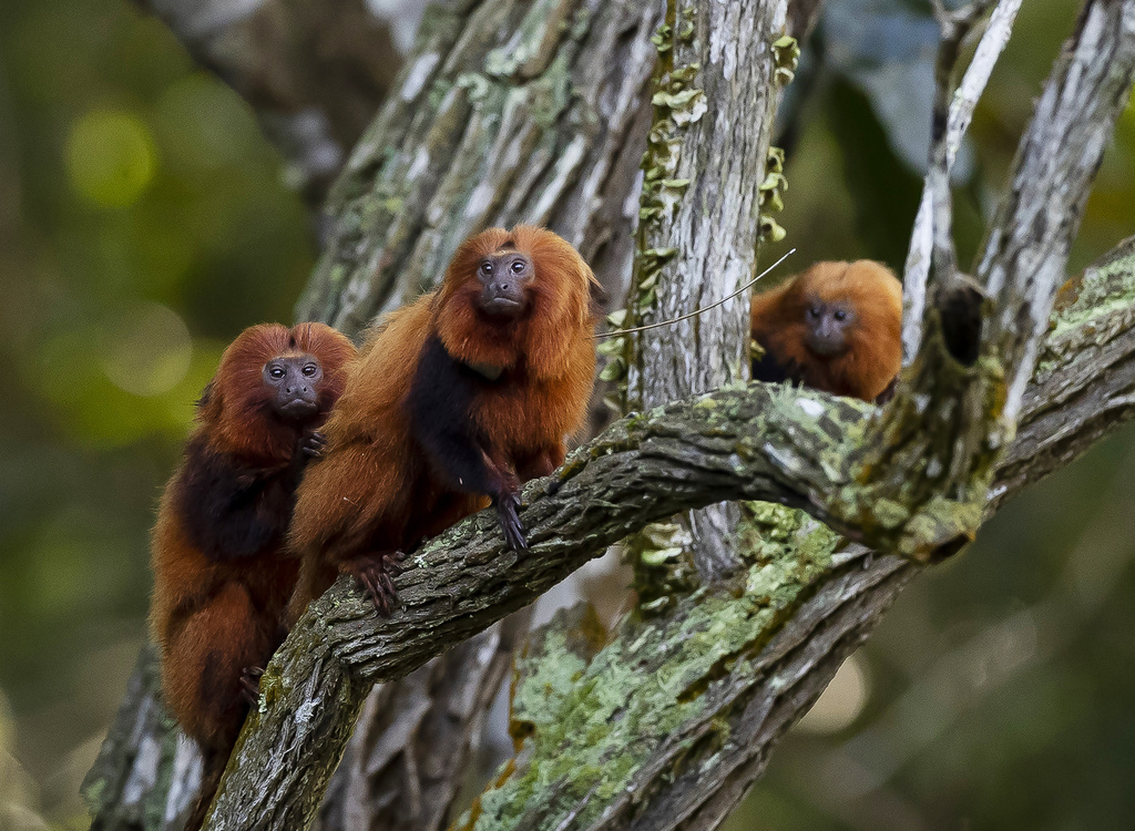 Brazil's endangered golden monkeys have recovered following big