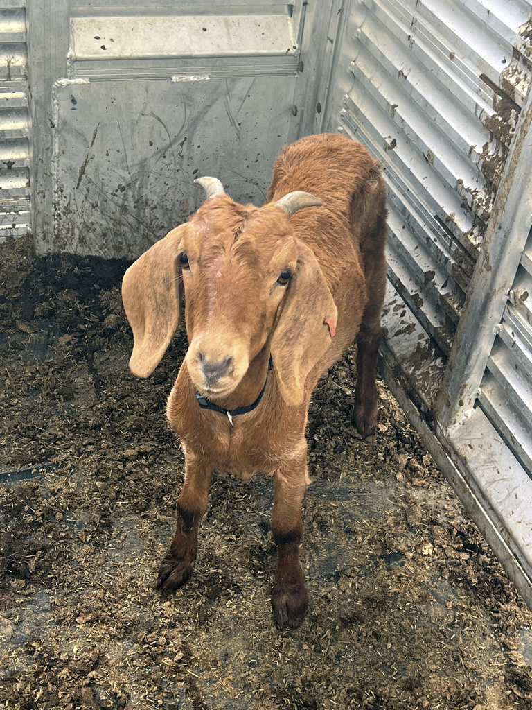 Lam Tx Safe Wind Pain Reference: Willy The Texas Rodeo Goat On The Lam For Weeks