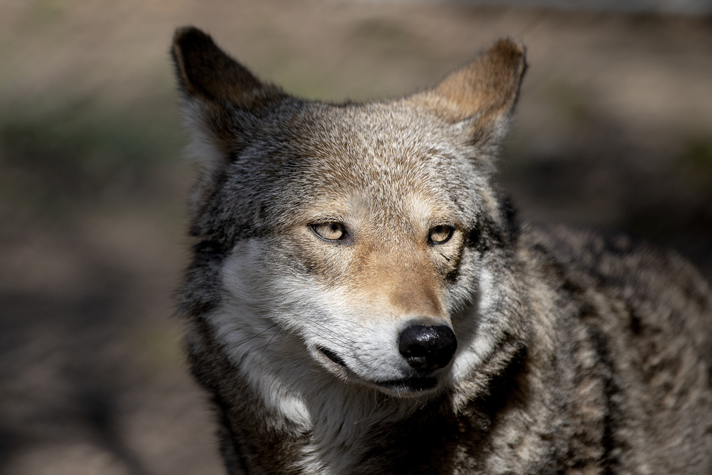 Endangered red wolves need space to stay wild. But there's another