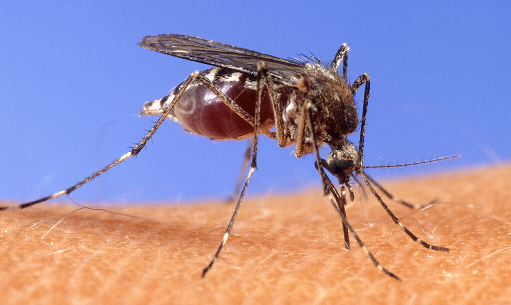 Denver reports 1st human West Nile Virus case this year, reminding metro area still at risk