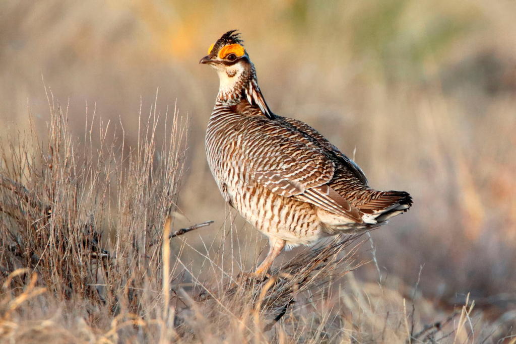 Trump administration ends protections for rare Colorado dancing prairie bird