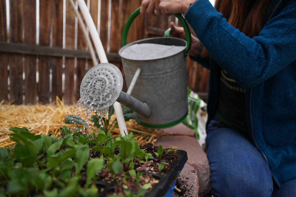 Here's how to grow your own food with less water, even in a