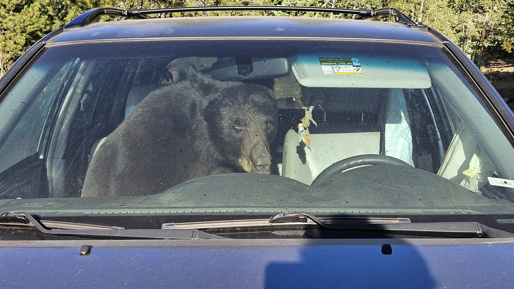 Drought increasingly driving hungry bears into metro area communities — video