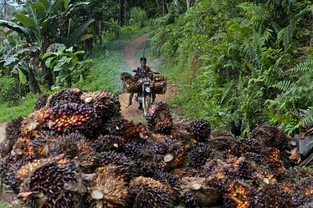 Worsening El Nino threatens Asia with drought, potentially raising food prices globally