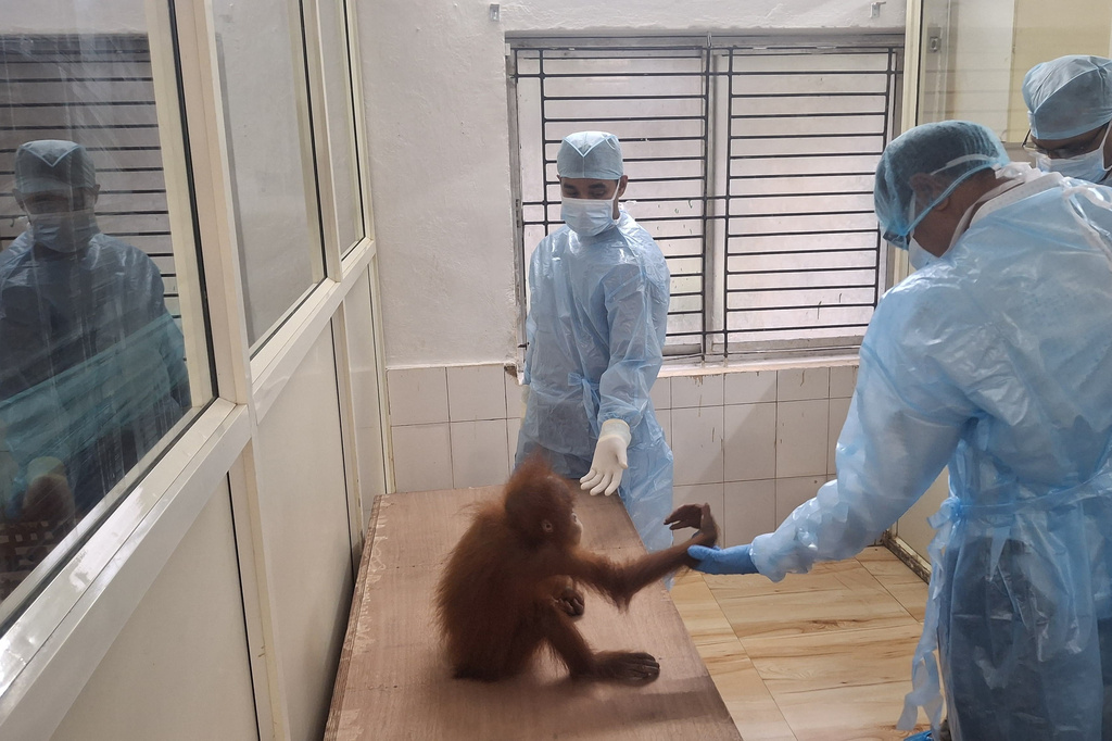 Baby Orangutans in India Expose Booming Illegal Wildlife Trade and Legal Loopholes